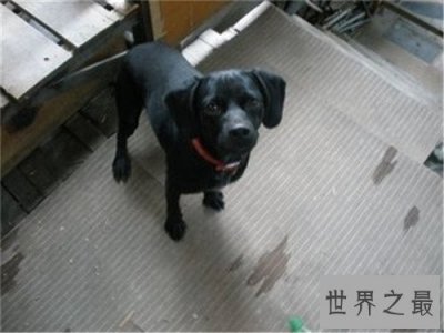 ​十大家庭犬排行榜，它永远是你最忠诚的朋友