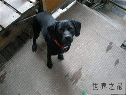 十大家庭犬排行榜,它永远是你最忠诚的朋友