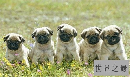 十大家庭犬排行榜,它永远是你最忠诚的朋友