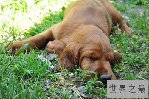 十大家庭犬排行榜,它永远是你最忠诚的朋友