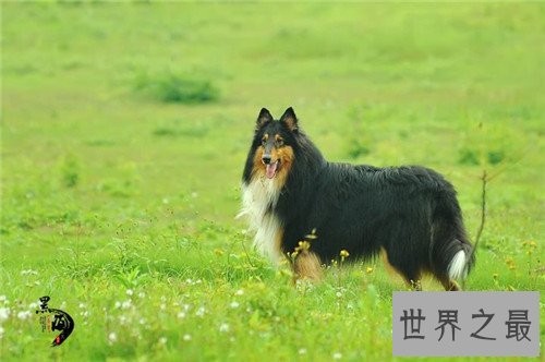 十大家庭犬排行榜,它永远是你最忠诚的朋友