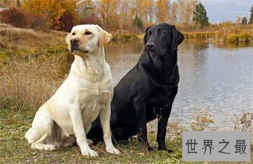 十大家庭犬排行榜,它永远是你最忠诚的朋友