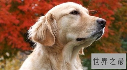 十大家庭犬排行榜,它永远是你最忠诚的朋友