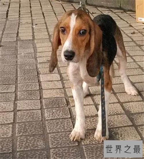 十大家庭犬排行榜,它永远是你最忠诚的朋友