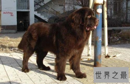 十大家庭犬排行榜,它永远是你最忠诚的朋友