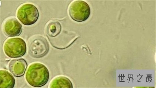 最令人抓狂的十大科学发现,这些你都知道吗?