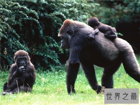 最令人抓狂的十大科学发现,这些你都知道吗?