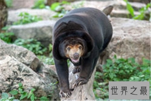 世界上最大的熊,我们的国宝大熊猫竟也在其中