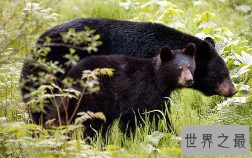 世界上最大的熊,我们的国宝大熊猫竟也在其中
