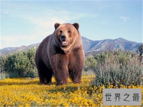 世界上最大的熊,我们的国宝大熊猫竟也在其中
