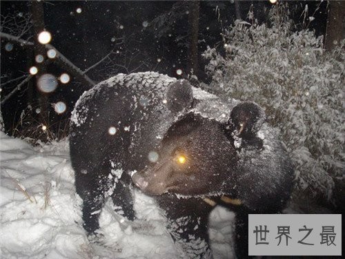 世界上最大的熊,我们的国宝大熊猫竟也在其中