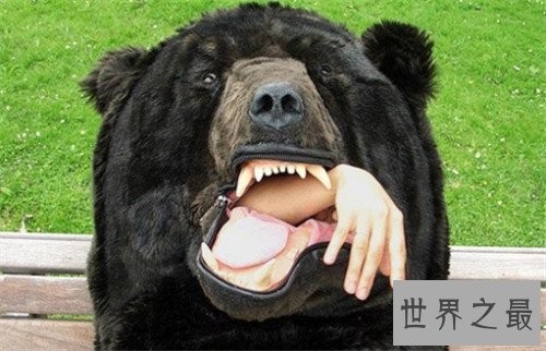 世界上最大的熊,我们的国宝大熊猫竟也在其中