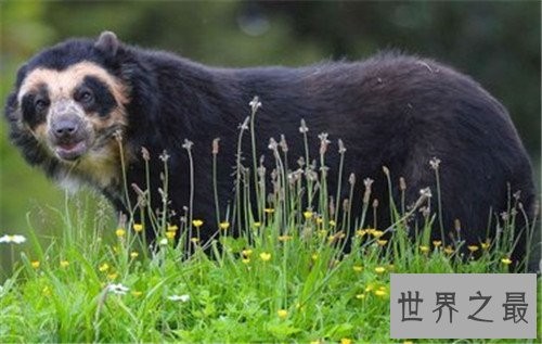 世界上最大的熊,我们的国宝大熊猫竟也在其中
