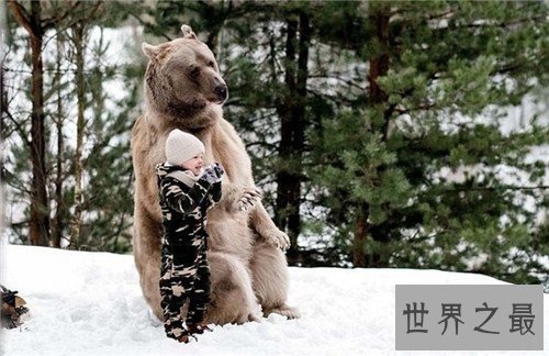 世界上最大的熊,我们的国宝大熊猫竟也在其中