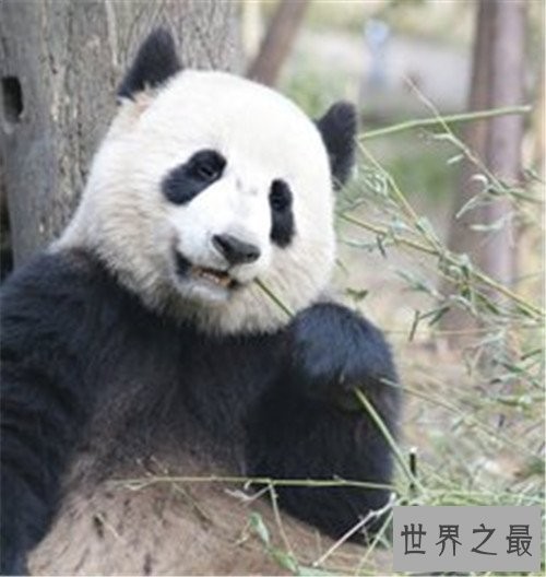 世界上最大的熊,我们的国宝大熊猫竟也在其中