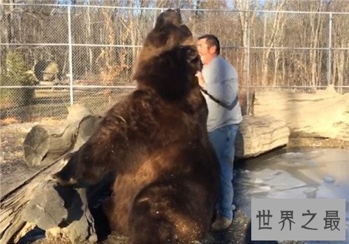 世界上最大的熊,我们的国宝大熊猫竟也在其中