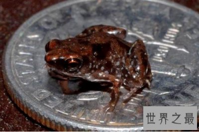 ​世界上最小的十种动物，比蝌蚪还小的青蛙见过没？
