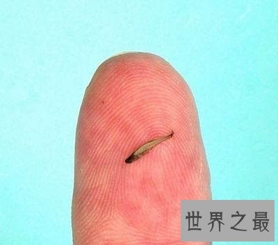 世界上最小的十种动物,比蝌蚪还小的青蛙见过没?