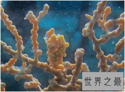 世界上最小的十种动物,比蝌蚪还小的青蛙见过没?