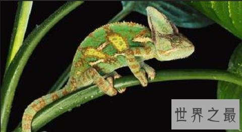 世界上最小的十种动物,比蝌蚪还小的青蛙见过没?