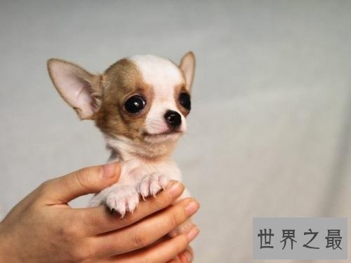 世界上最小的十种动物,比蝌蚪还小的青蛙见过没?