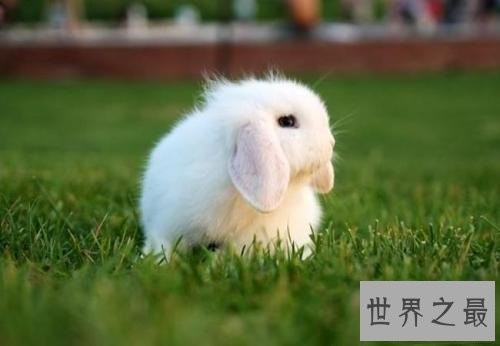 世界上最小的十种动物,比蝌蚪还小的青蛙见过没?