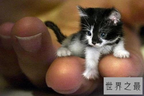 世界上最小的十种动物,比蝌蚪还小的青蛙见过没?