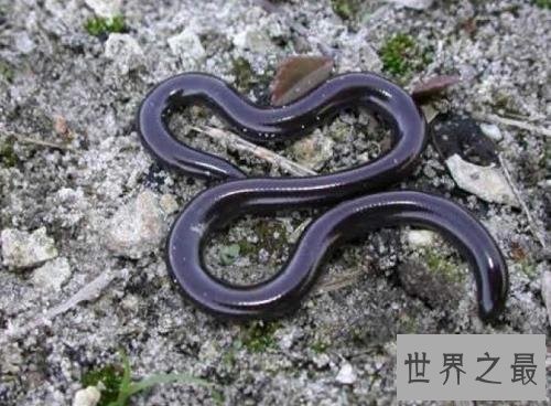 世界上最小的十种动物,比蝌蚪还小的青蛙见过没?