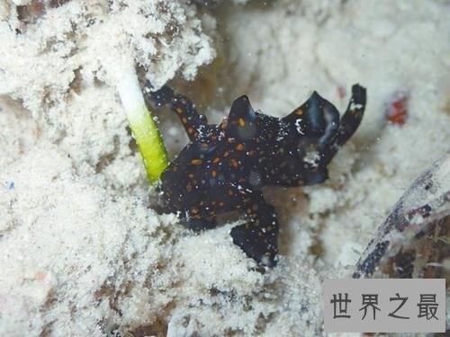 世界上最小的十种动物,比蝌蚪还小的青蛙见过没?