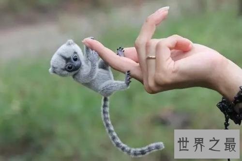 世界上最小的十种动物,比蝌蚪还小的青蛙见过没?