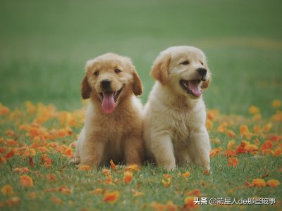 新手养狗建议公的还是母的(女生养狗适合养公的还是母的)