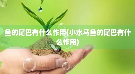 鱼的尾巴有什么作用(小水马鱼的尾巴有什么作用) 鱼的尾巴有什么作用(小水马鱼的尾巴有什么作用)