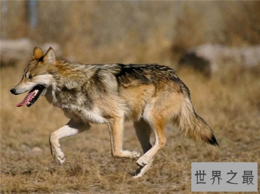 世界上最小的狼,最小的灰狼亚种阿拉伯狼平均重仅为16公斤