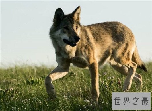 世界上最小的狼,最小的灰狼亚种阿拉伯狼平均重仅为16公斤