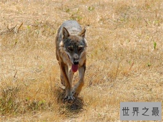 世界上最小的狼,最小的灰狼亚种阿拉伯狼平均重仅为16公斤