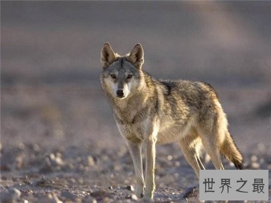 世界上最小的狼,最小的灰狼亚种阿拉伯狼平均重仅为16公斤
