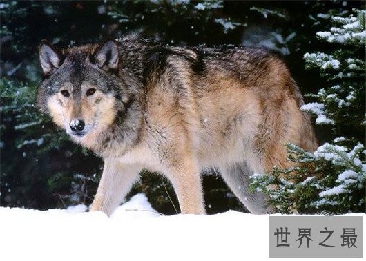 世界上最小的狼,最小的灰狼亚种阿拉伯狼平均重仅为16公斤