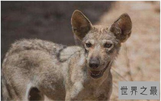 世界上最小的狼,最小的灰狼亚种阿拉伯狼平均重仅为16公斤