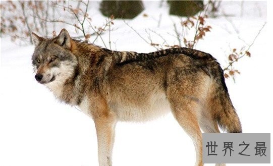世界上最小的狼,最小的灰狼亚种阿拉伯狼平均重仅为16公斤