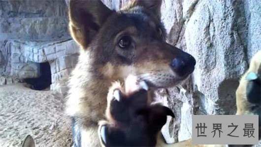 世界上最小的狼,最小的灰狼亚种阿拉伯狼平均重仅为16公斤