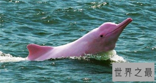 粉红瓶鼻海豚首次被发现,如今已划入保护动物