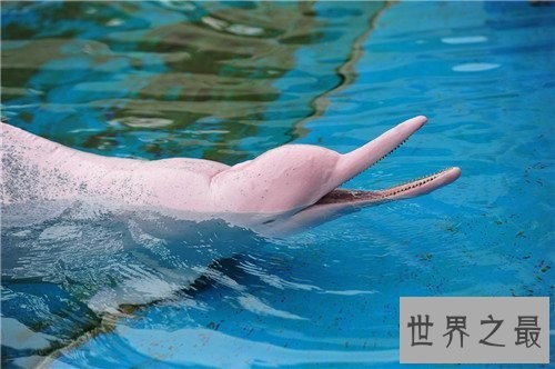 粉红瓶鼻海豚首次被发现,如今已划入保护动物
