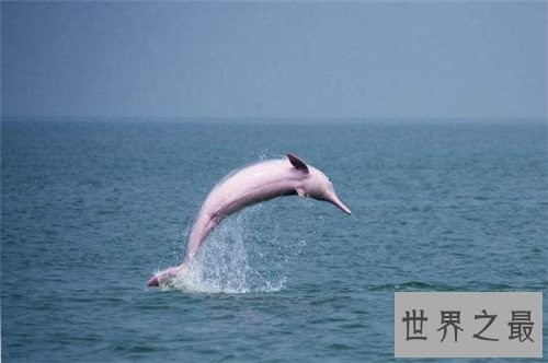 粉红瓶鼻海豚首次被发现,如今已划入保护动物