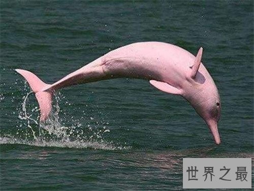 粉红瓶鼻海豚首次被发现,如今已划入保护动物