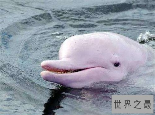 粉红瓶鼻海豚首次被发现,如今已划入保护动物