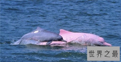 粉红瓶鼻海豚首次被发现,如今已划入保护动物