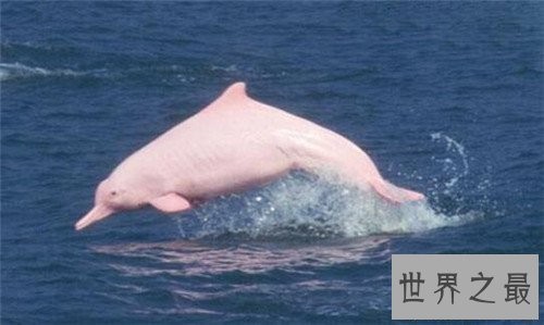 粉红瓶鼻海豚首次被发现,如今已划入保护动物