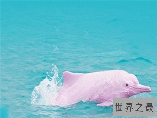 粉红瓶鼻海豚首次被发现,如今已划入保护动物
