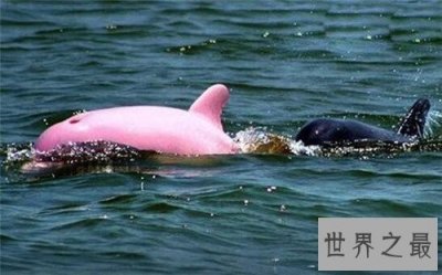 ​粉红瓶鼻海豚首次被发现，如今已划入保护动物