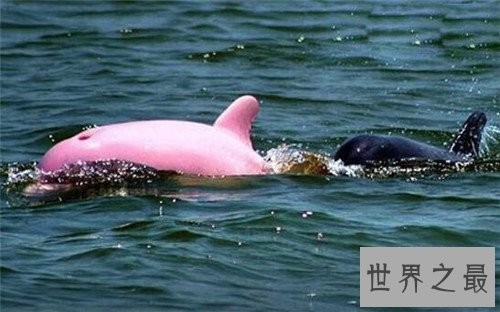 粉红瓶鼻海豚首次被发现,如今已划入保护动物